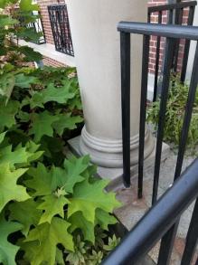 Stone Column Restoration at the Grafton Library